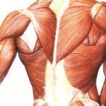 Как защитить мышцы от разрушения?